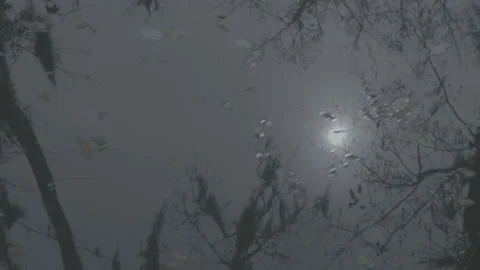 Sun and trees reflected in Swamp  Stock Footage 169193980