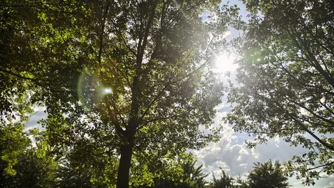 Sun and Trees Timelapse Stockbeeldmateriaal 98502653