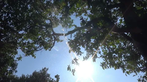 Sun And Water Jet Under The Tree Видео 40975475