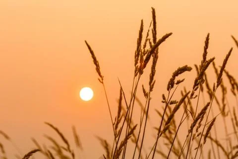 Sun and weeds Stock Photos