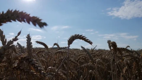 Sun and wheat Stock Footage 77641464