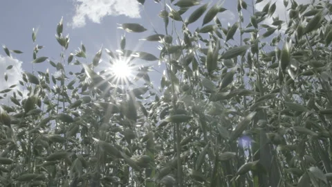 Sun and wheats Video stock 151866094
