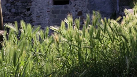 The Sun and the Wind in the Field Stock Footage 161890807