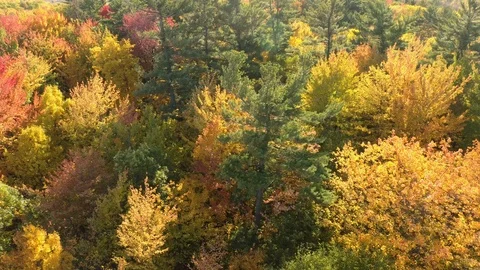 Sun and wind shaking beautiful trees in fall in various colours Stock Footage 119175717