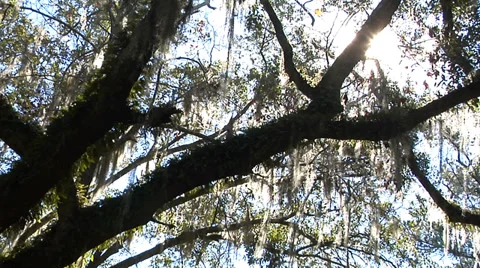 Sun appears from behind Live Oak limb time lapse, travels up limb Stock Footage 36280448