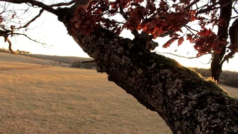 Sun appears behind the tree   Stock Footage 76407065