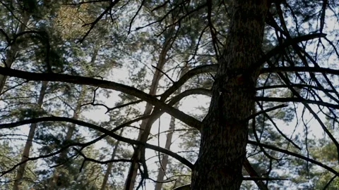 The sun appears from behind a tree in the forest Stock Footage 105989047