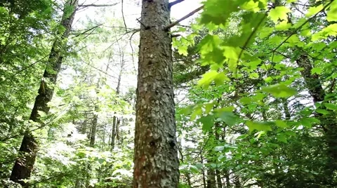 Sun Appears Behind Trees in the Forest Stock Footage 48508973