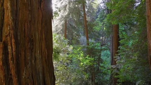 Sun appears from behind the trunk of huge sequoia tree in Redwood national park Stock Footage 301627585