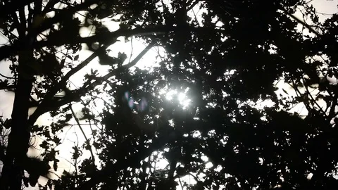 The sun appears through the branches and leaves in slow motion Stock Footage 120424220