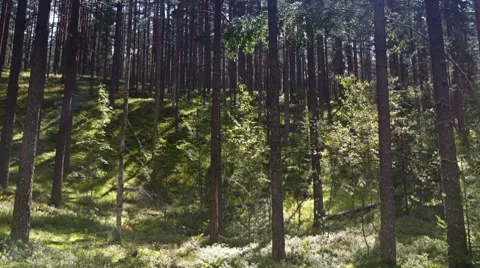 Sun in the autumn forest Stock Footage 8636931