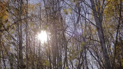 Sun in autumn forest Stock Footage 86510674