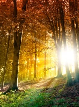 Sun in the autumn forest Stock Photos