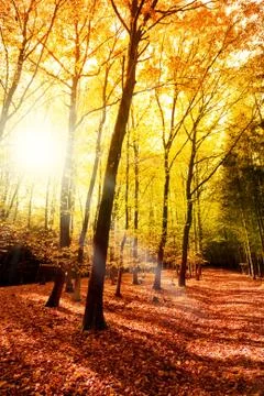 Sun in the autumn forest Stock Photos