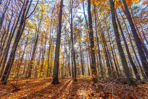 The sun in the autumn forest Stock Photos