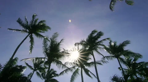 Sun back lighting palm trees blowing Stock Footage 61926757