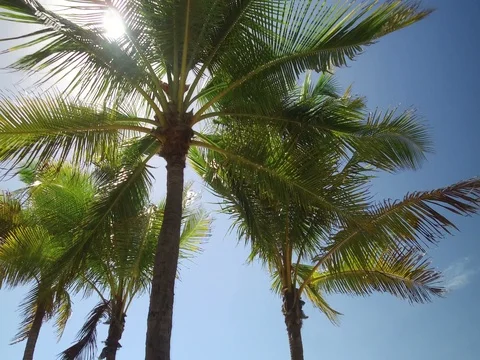 Sun backed palm trees with track Видео 72911603