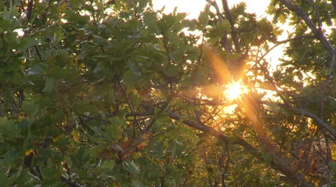 Sun backlight with flares shot trough a tree with gentle wind Stock Footage 59318551