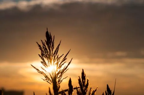 Sun backlighting common reed Stock Photos