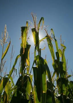 Sun backlit corn stalks growing Stock Photos