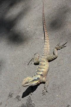 Sun basking Australian eastern water dragon-asphalt road. Brisbane-AUS Stock Photos