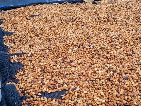 The Sun bath soft Roasted coffee beans background Stock Photos