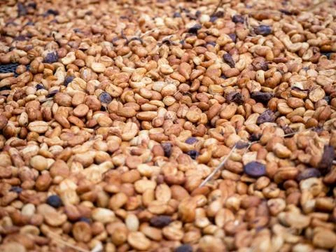 The Sun bath soft Roasted coffee beans background 스톡 사진