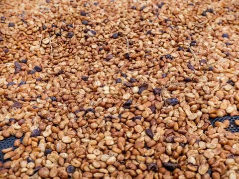 The Sun bath soft Roasted coffee beans background Foto stock