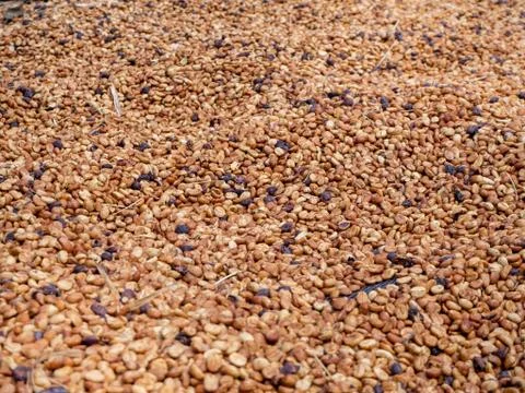 The Sun bath soft Roasted coffee beans background Stock-Fotos