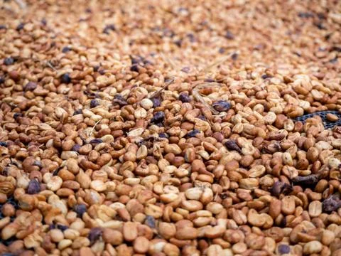 The Sun bath soft Roasted coffee beans background Foto stock