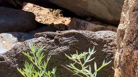 🦎 Sun Bather: Macro Shot of a Lizard on Red Rocks in Sedona Stock Photos