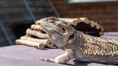 Sun Bathing Bearded Dragon Lizard Reptile 3 Stock Photos