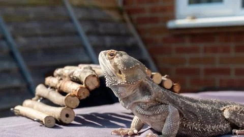 Sun Bathing Bearded Dragon Lizard Reptile Stock Photos