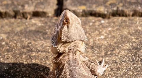Sun Bathing Bearded Dragon Lizard Reptile 2 Stock Photos