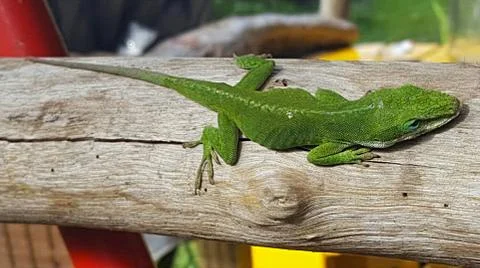 Sun bathing gecko Stock Photos