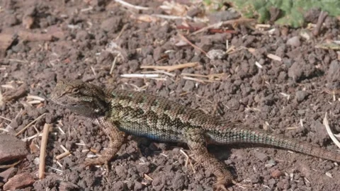Sun bathing lizard on a hot summer day Stock Footage 139429012