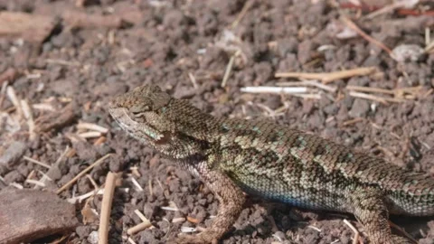 Sun bathing lizard on a hot summer day Stock Footage 139429386