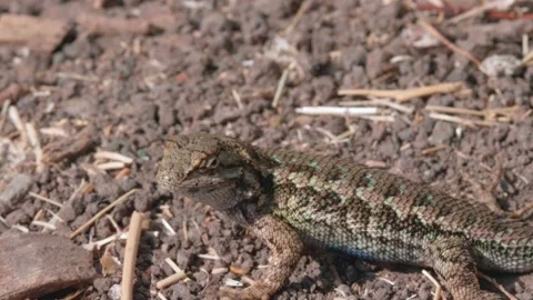 Sun bathing lizard on a hot summer day Stock Footage 139430182