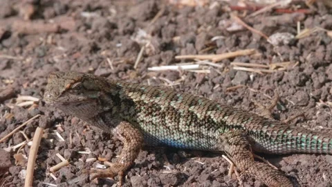 Sun bathing lizard on a hot summer day Stock Footage 139430196