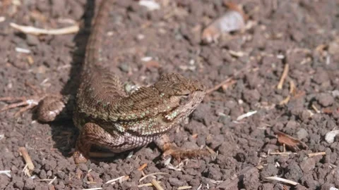 Sun bathing lizard on a hot summer day Stock Footage 139430405