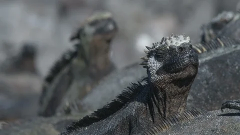 Sun bathing marine iguanas Stock Footage 111274856