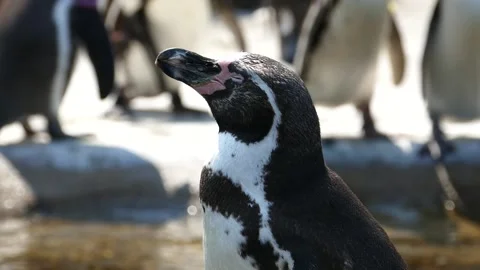 Sun Bathing Penguin - Close up Stock Footage 152743278