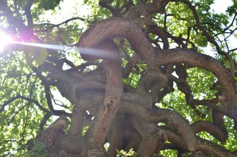 Sun beam and twisted branches Stock Photos