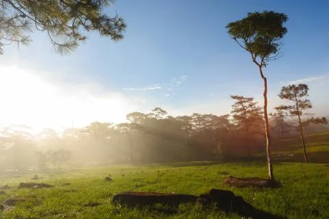 Sun beam on grass at forest. Stock Photos