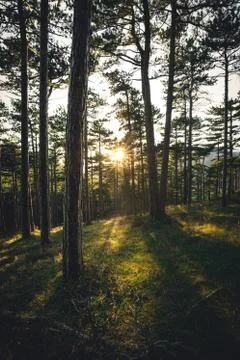 Sun beam in a green spring forest Stock Photos