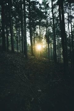 Sun beam in a green spring forest Stock Photos