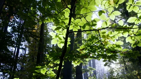 Sun beam illuminating tree branch in deep forest. Low key dark scene inside the Vidéo 98306530