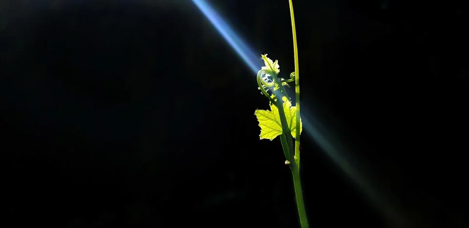 SUN BEAM ON THE LEAF Stock Photos