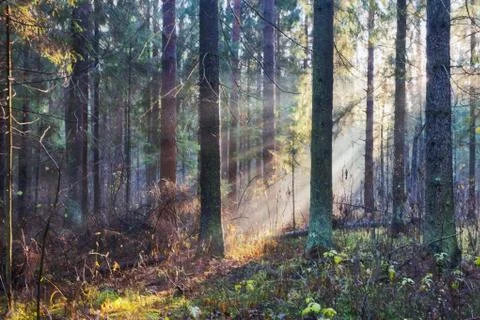Sun beam in a mist in forest Stock Photos