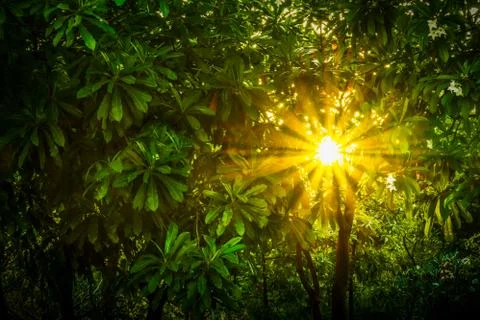Sun beam pass through green leaf Stock Photos